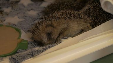 Animal rescue charities at ‘breaking point’ as Scottish SPCA reduces callout response