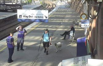 Man spotted taking sheep on ScotRail train