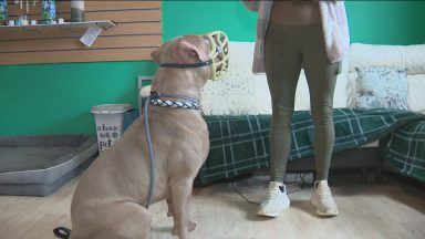 One year on from XL Bully ban in Scotland
