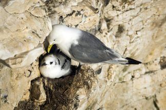 Scottish ministers urged to rethink ‘poor decision’ on guga hunt licence