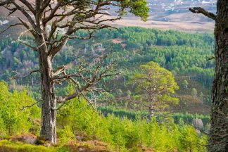 Paintings celebrate 800 years of Britain’s ‘first environmental laws’