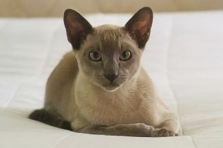 Laundry stealing cat Leonardo da Pinchy becomes subject of internet appeal