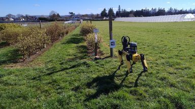 Robot dogs could soon roam fields in 5G-powered farming future