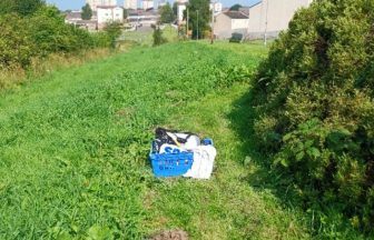 Two maggot-infested cats found dumped in North Lanarkshire
