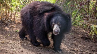 Edinburgh Zoo welcomes Scotland’s first Sloth bear from Czech Republic