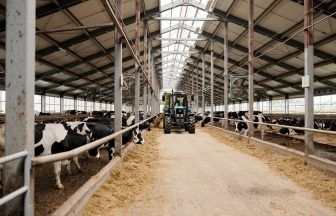 Farmer died after being trampled by cow while feeding its calf in Inverness