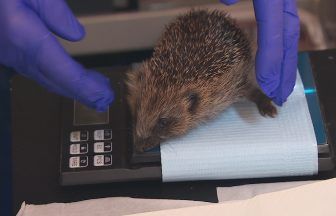 Animal rescuers at ‘breaking point’ as Scottish SPCA cuts back wildlife callouts