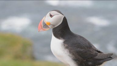 Puffin numbers quadruple thanks to volunteer efforts