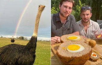 Scottish ostrich egg used to crack world record for biggest Scotch egg