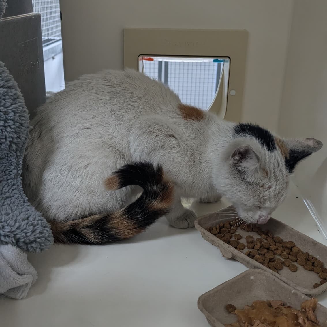 A cat was found in the bus engine in Blantyre