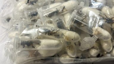 German customs officials find tarantulas hidden in spongecake boxes