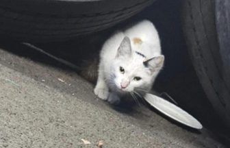 Cat found in bus engine in Scotland after 400 mile trip from England