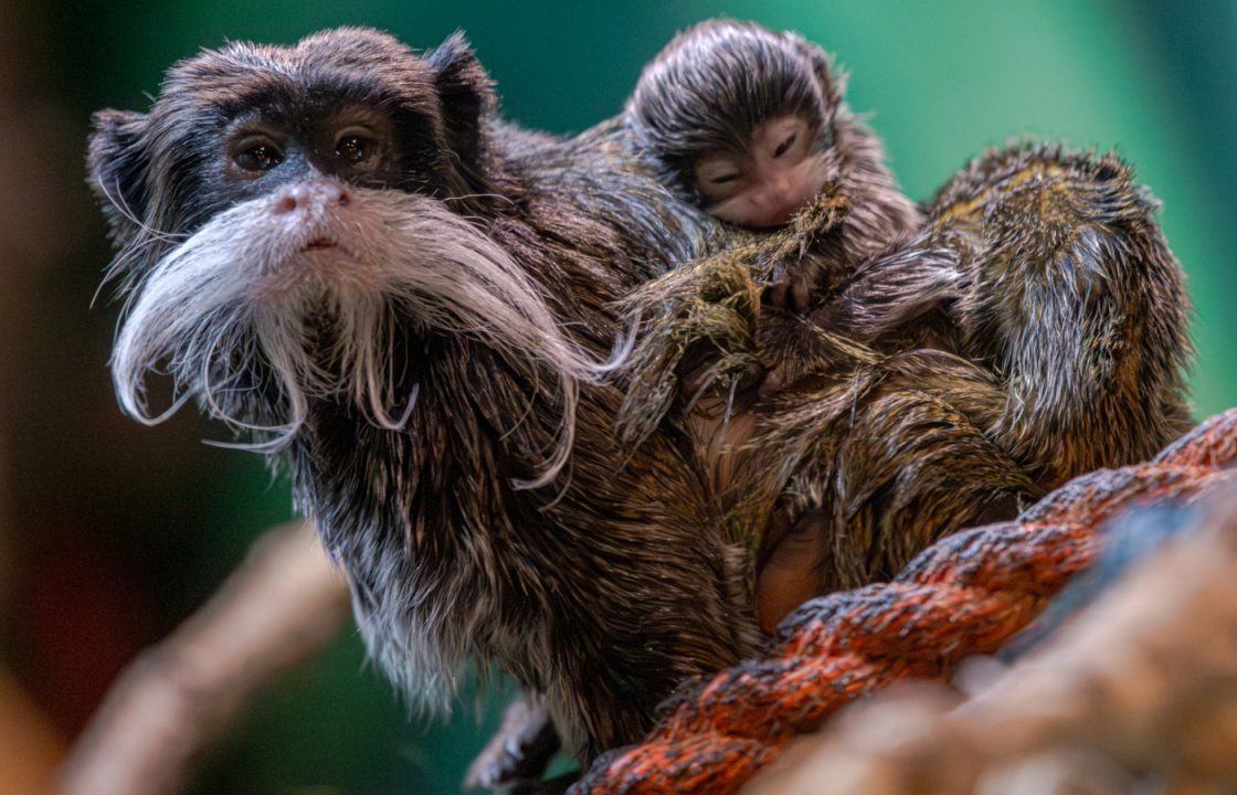 Five Sisters Zoo celebrates baby boom following arrival of several new residents