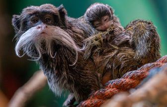 Five Sisters Zoo celebrates baby boom following arrival of several new residents