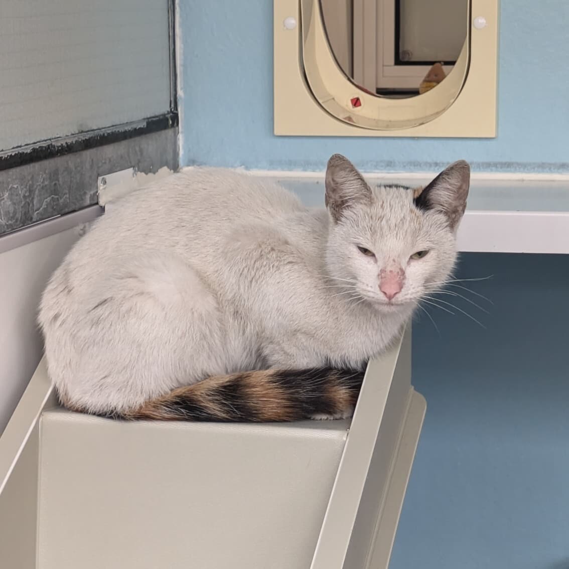 The cat is being looked after by Cats Protection