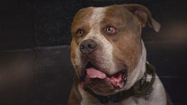 Has ban on XL Bully dogs made Scots safer?