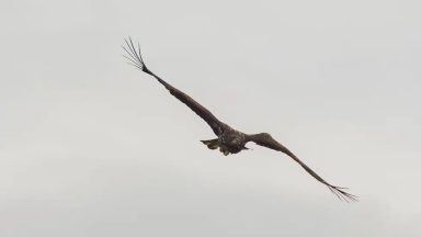 ‘Miracle’ white-tailed eagle that fell from parents’ nest spotted over Mull
