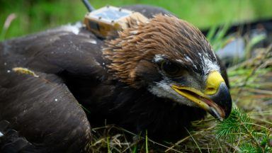 Sir David Attenborough names golden eagle chick hatched in Scotland