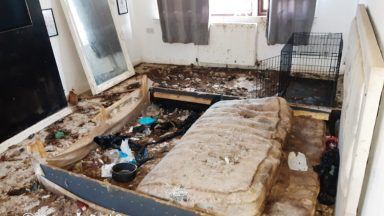 Woman sentenced after five dogs die after being found in ‘abandoned’ house covered in faeces
