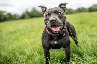 Man left dog trembling in fear during three-hour attack with iron and bottle