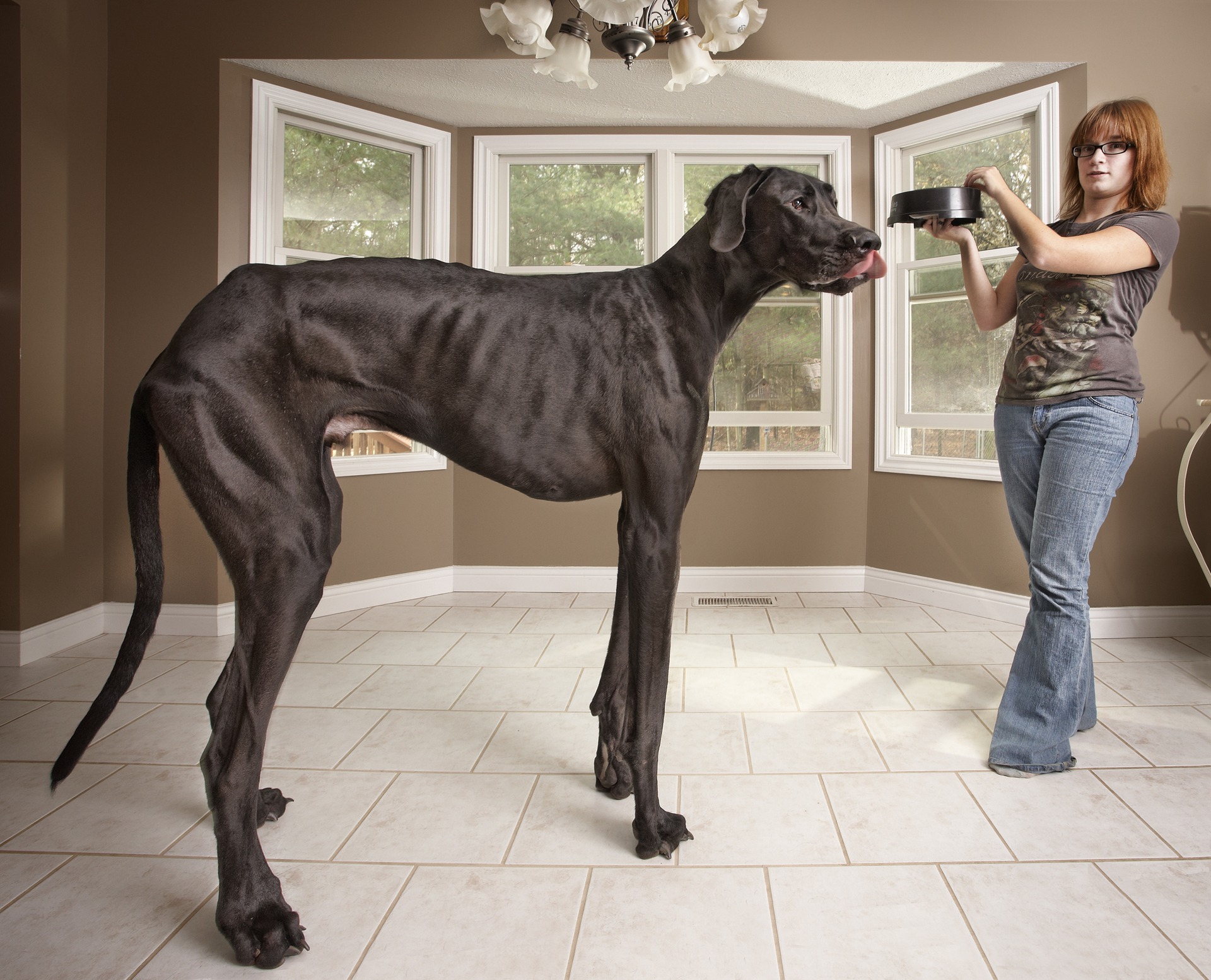 Zeus holds the record for the tallest dog (Kevin Scott Ramos/Guinness World Records/PA)