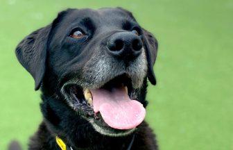 Scottish dog owners spend most time with pets and most popular pooch crowned