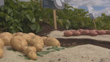 Concern in seed potatoes industry over lack of EU deal