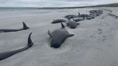 Number of marine animal strandings sees sharp increase