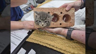Rescue kitten freed after getting head stuck through brick