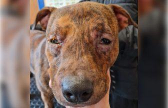 Dog subjected to ‘worst abuse seen in a decade’ now adopted and ‘loving life’