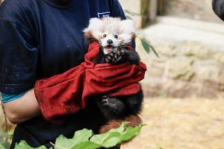 Fireworks ban near Edinburgh Zoo over Bonfire Night after death of baby panda