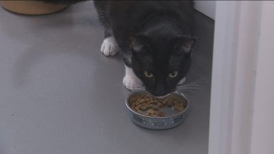 Could pets be next in line for weight loss drugs?