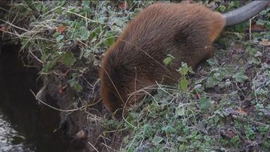 Motherwell becomes latest urban home for beavers