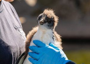 Penguin chick makes ‘remarkable recovery’ after life-saving surgery at Edinburgh Zoo
