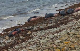Pod of 23 whales found dead after mass stranding on Orkney beach
