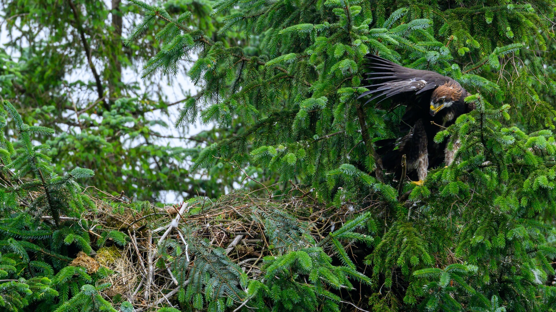 First eaglet to fledge a golden eagle nest that was brought to Scotland as part of conservation efforts