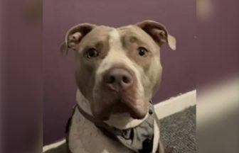 Dog owner dumped injured XL Bully in street to die after it swallowed drugs