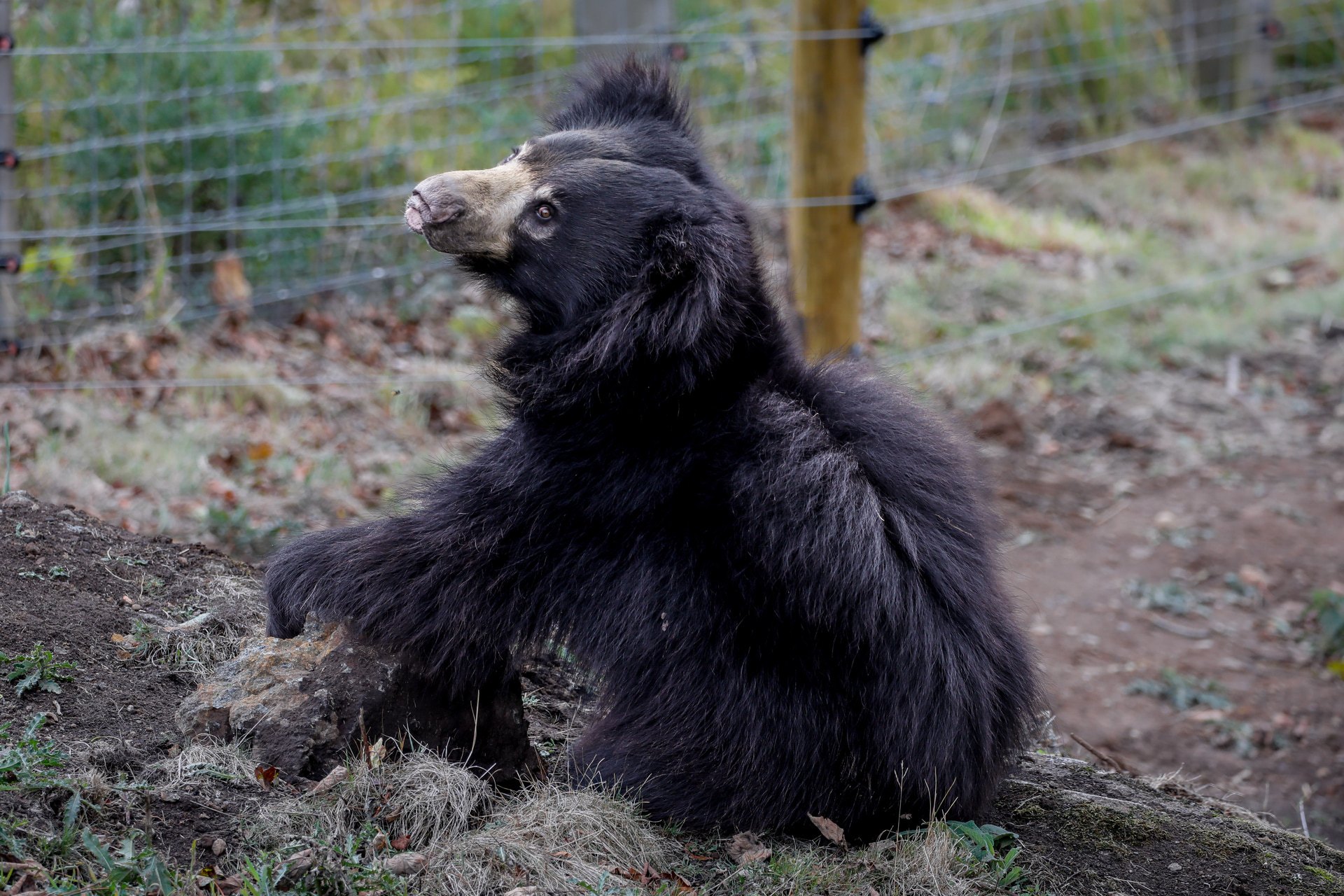 Cipísek has been affectionately nicknamed 'Cipi' by zoo keepers.