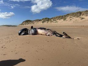 Dead whale washes up on Balmedie Beach after becoming entangled in fishing ropes