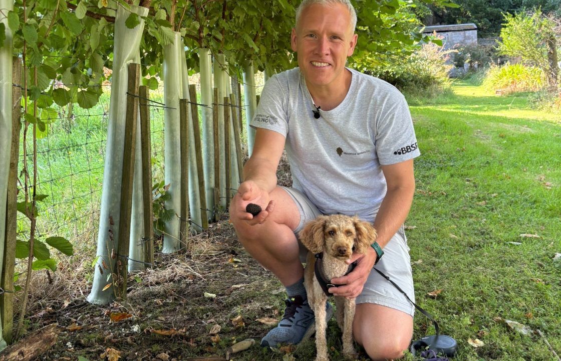 Professor unearths black truffle cultivated on Isle of Bute 