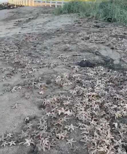 Pictures were shared on social media showing hundreds of the species were discovered along Kirkcaldy beach on Monday.