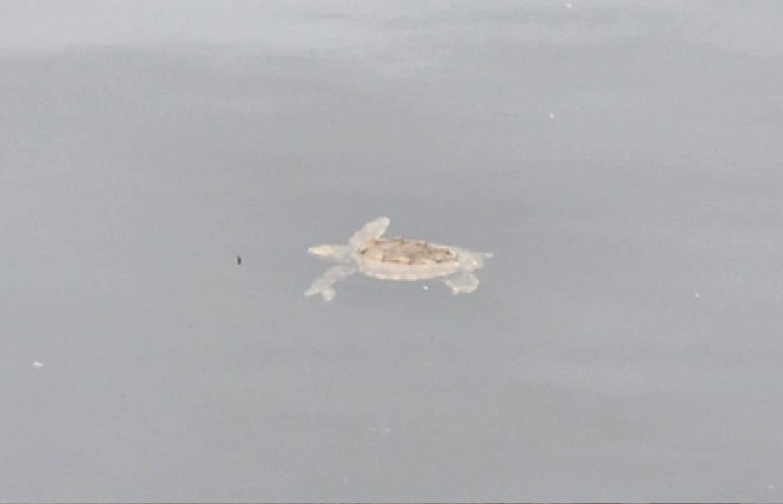 Sea turtle spotted in Isle of Bute harbour water amid fears over cold water shock