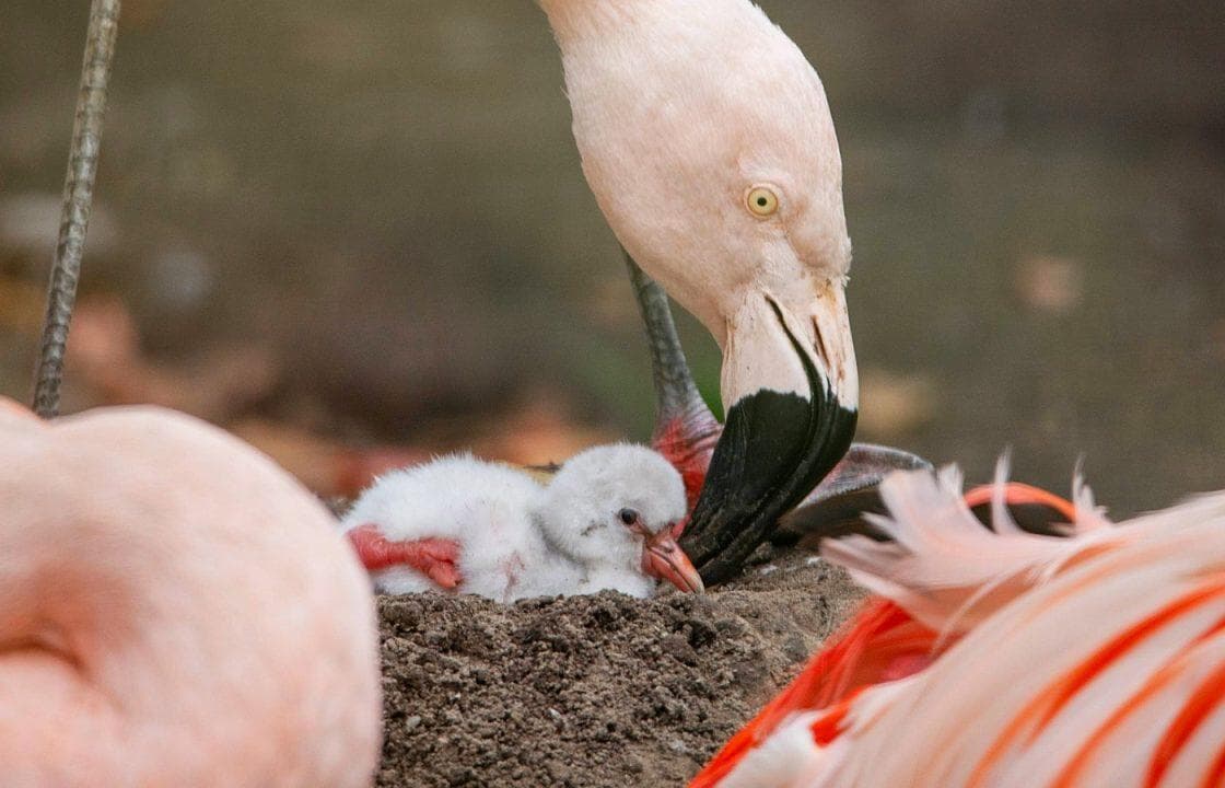 The Royal Zoological Society of Scotland (RZSS) announced the new chicklet had hatched on September 4.