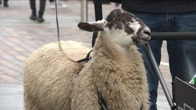 Army veteran embarks on journey with pet sheep to raise money for ex-military