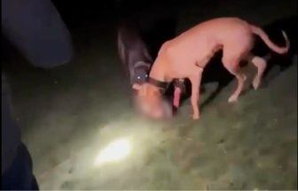 Man jailed for training dogs to attack and kill other animals