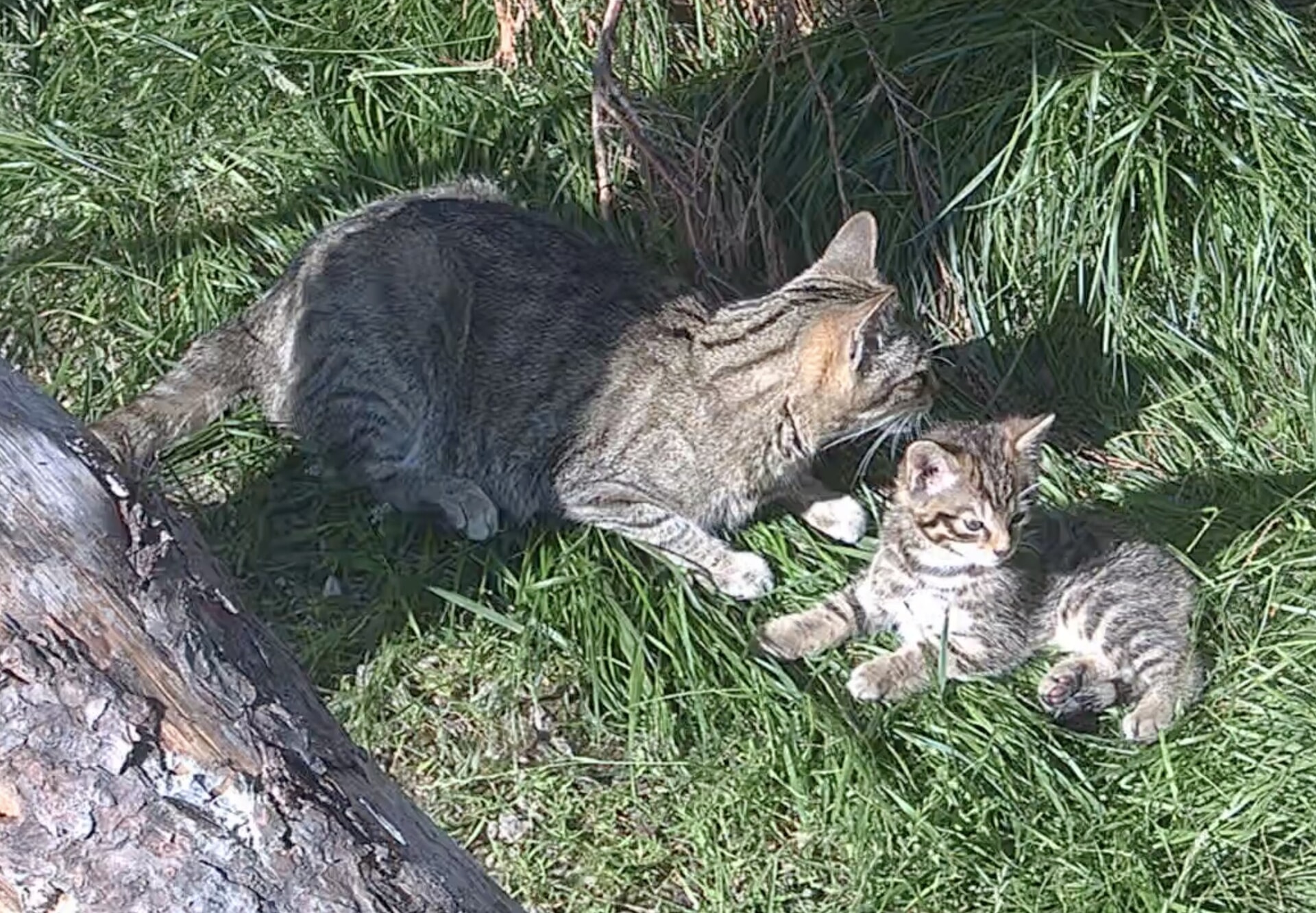 The kittens, born to females Morag (aged eight) and Margaret (aged seven), are being raised in a special off-show area of the park near Kincraig.