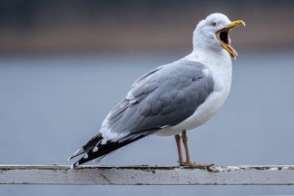 Scottish Government earmarks £100,000 to tackle threat posed by urban gulls