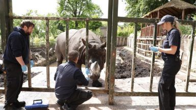 Edinburgh Zoo says ability to save endangered species ‘hampered’ by Brexit