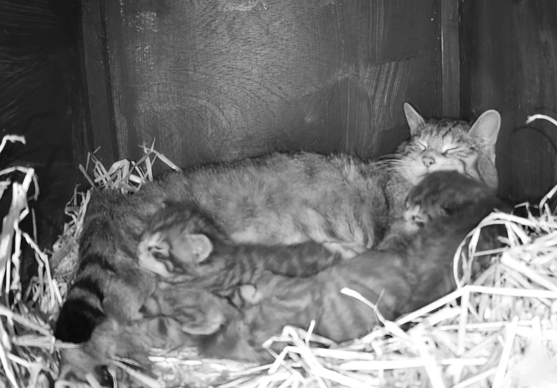 The kittens, born to females Morag (aged eight) and Margaret (aged seven), are being raised in a special off-show area of the park near Kincraig.