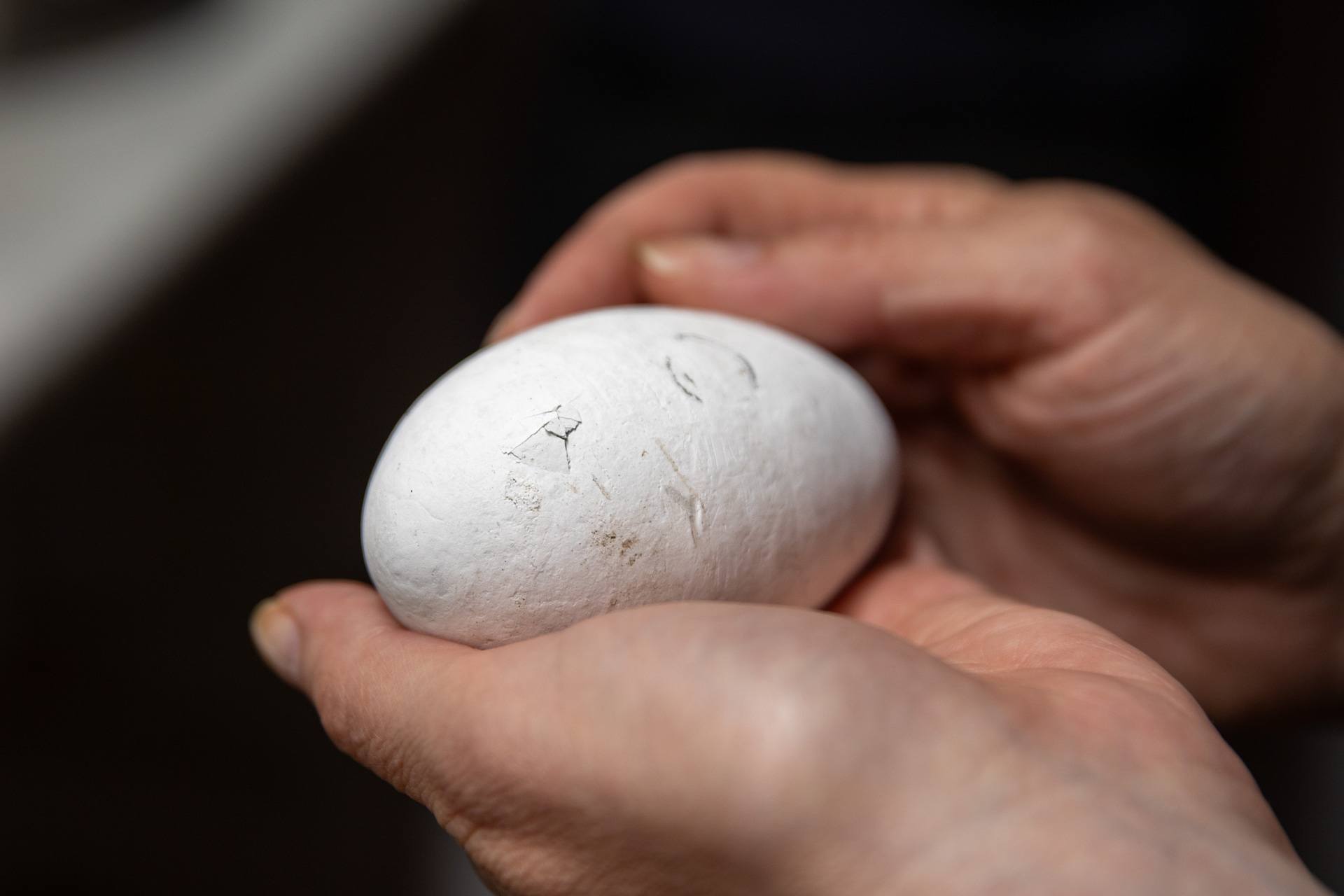 Once the chicks begin to break through the eggshell, they are returned to the nests.